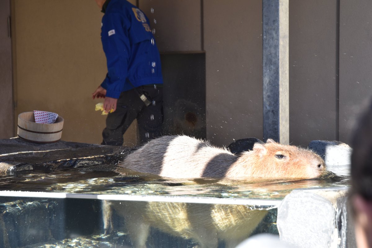 capybarabath's tweet image. 【石川】
本日開催のカピバラの長風呂対決♨
いしかわ代表のシータの結果は…

\　１７秒でした！！！　/

他の動物園の結果次第ですが、
順位はいかに…。

#カピバラの露天風呂協定
#カピバラの長風呂対決
#いしかわ動物園