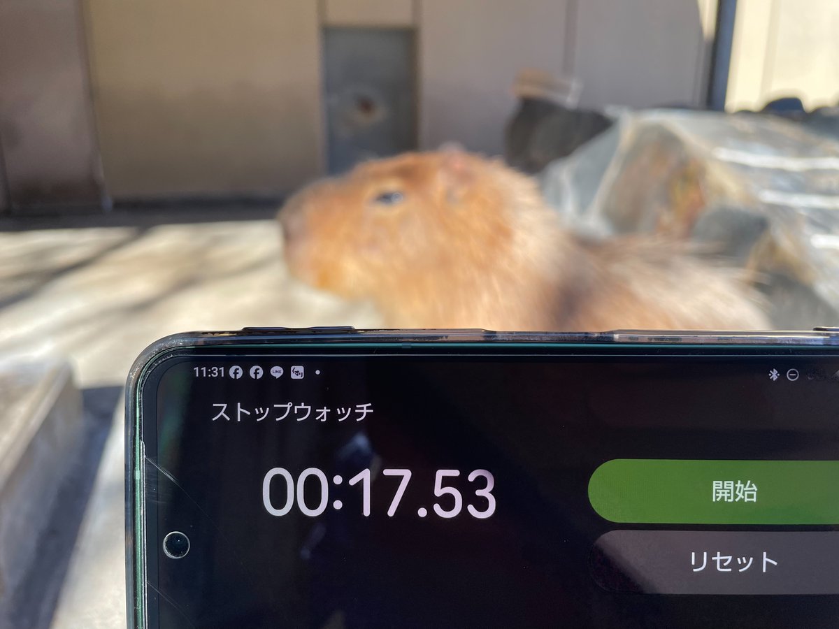capybarabath's tweet image. 【石川】
本日開催のカピバラの長風呂対決♨
いしかわ代表のシータの結果は…

\　１７秒でした！！！　/

他の動物園の結果次第ですが、
順位はいかに…。

#カピバラの露天風呂協定
#カピバラの長風呂対決
#いしかわ動物園
