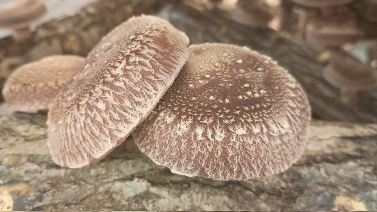 本日から3日間椎茸狩り開催しております！（お電話で予約制）
デカデカしいたけ大混戦!!です!!
肉厚のでっかい椎茸を頬張りたい方！
是非お越し下さい😁＃原木椎茸　＃しいたけ狩り　＃青梅市