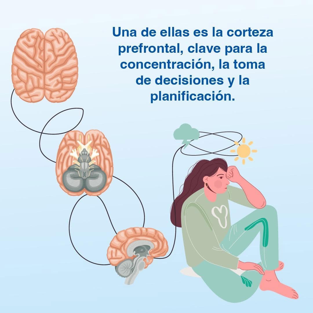 Psicofarma's tweet photo. La depresión no solo afecta cómo nos sentimos, sino cómo pensamos, nos concentramos y tomamos decisiones. 🔍
Entender estos cambios ayuda a dejar de interpretar el malestar como flojera o desinterés 🤍.
#SaludMental #Depresión #Neurociencia #Psicofarma #ContigoEnMente https://t.co/Z0W9bM3xiJ