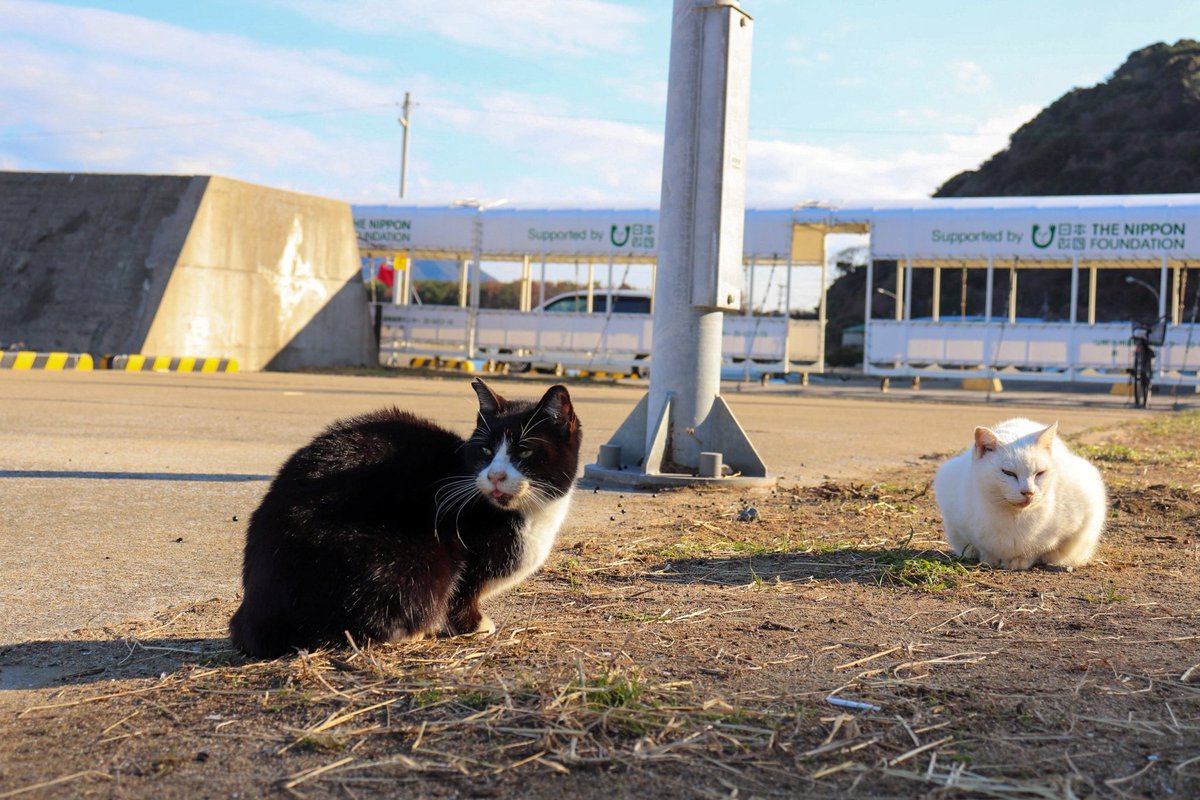 Hello_Z34's tweet photo. 猫島行きたかったけどフェリー最終便しかなくて帰りの便ない言われたから猫だけ撮って帰った🙂‍↕️🙂‍↕️完全に確認不足 https://t.co/QmCndfrIFN