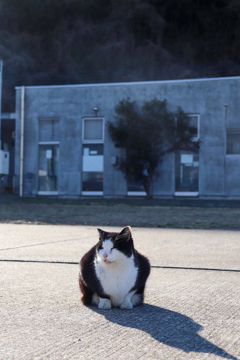 Hello_Z34's tweet photo. 猫島行きたかったけどフェリー最終便しかなくて帰りの便ない言われたから猫だけ撮って帰った🙂‍↕️🙂‍↕️完全に確認不足 https://t.co/QmCndfrIFN
