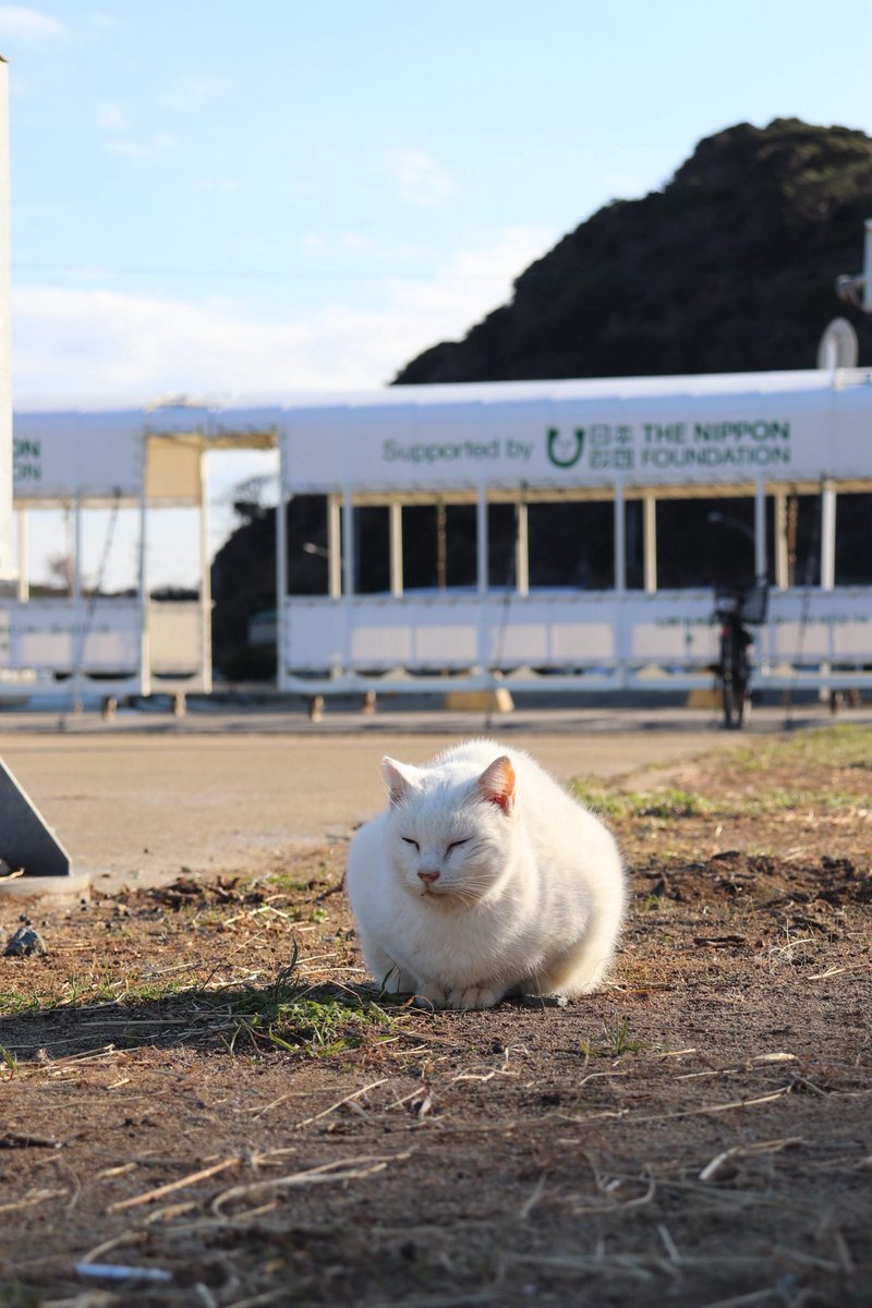 Hello_Z34's tweet photo. 猫島行きたかったけどフェリー最終便しかなくて帰りの便ない言われたから猫だけ撮って帰った🙂‍↕️🙂‍↕️完全に確認不足 https://t.co/QmCndfrIFN