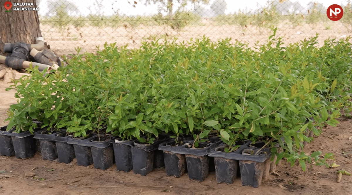 PotliNews's tweet image. टिश्यू कल्चर की खासियत (#Tissue Culture Benefits)

🌱 रोग-मुक्त पौधे: टिश्यू कल्चर से तैयार पौधे बीमारियों और वायरस से मुक्त होते हैं।
🌱 एक जैसे पौधे: सभी पौधे गुणवत्ता, आकार और उत्पादन में एक समान होते हैं।
🌱 तेज़ बढ़वार: पौधों की वृद्धि सामान्य पौधों की तुलना में जल्दी होती