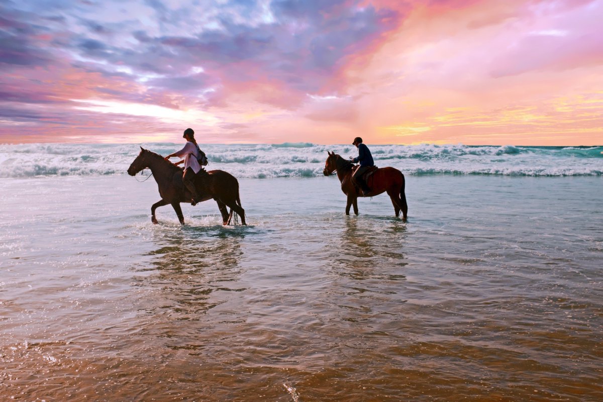 LimewireGallery's tweet photo. Booked on https://t.co/3TnvpNs8Ui, riding horses on the beach, and earning Bitcoin in return.

@travalacom  and @AVAFoundation https://t.co/x7OlXlUJAC