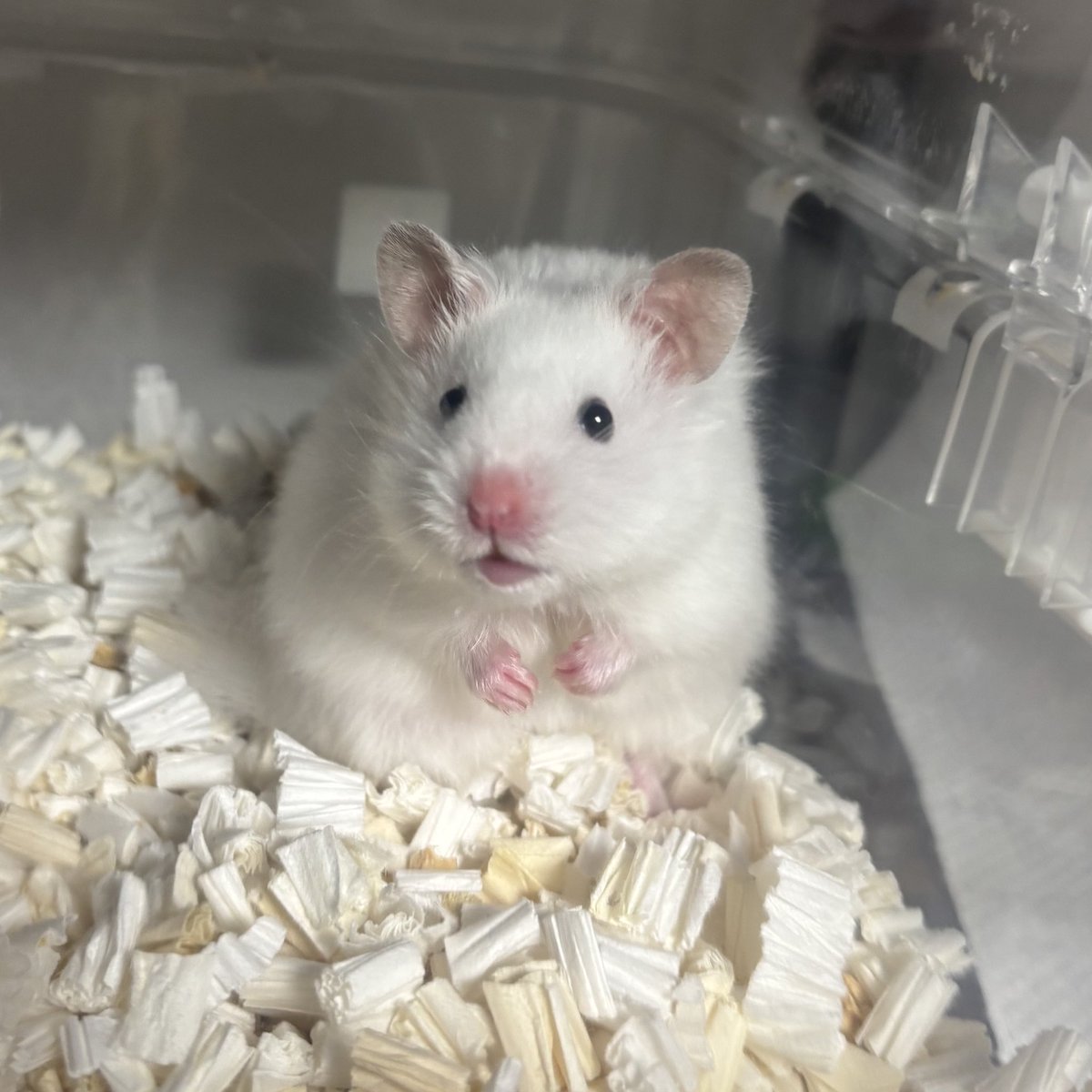 2代目パッピンス

今日も頭が痛いのでごわす…😭