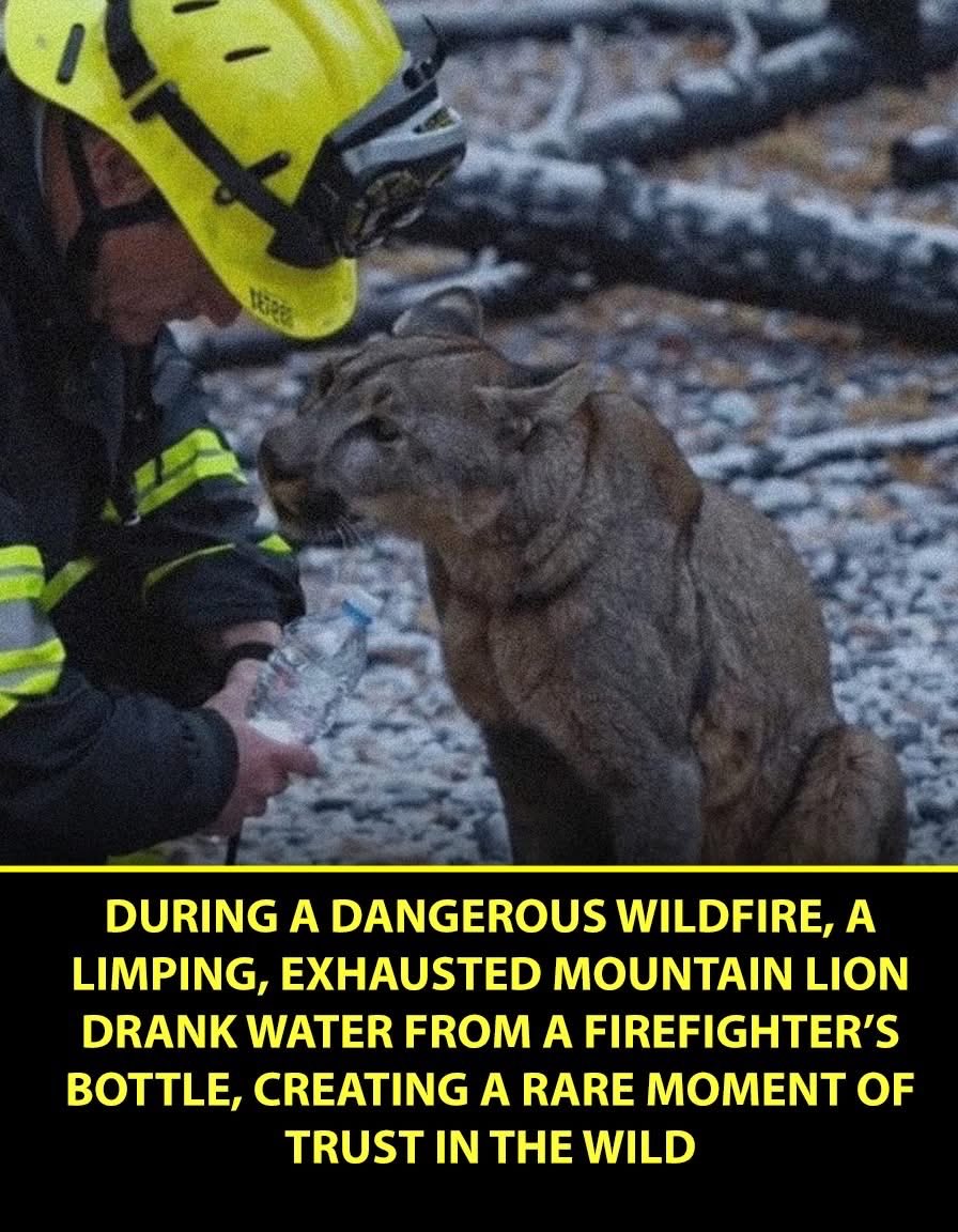 StacD04's tweet photo. @OKWildlifeDept See!!! You CAN become friends with a cougar!! #Cougars #friends #snuggles https://t.co/eeVdmZeXoA