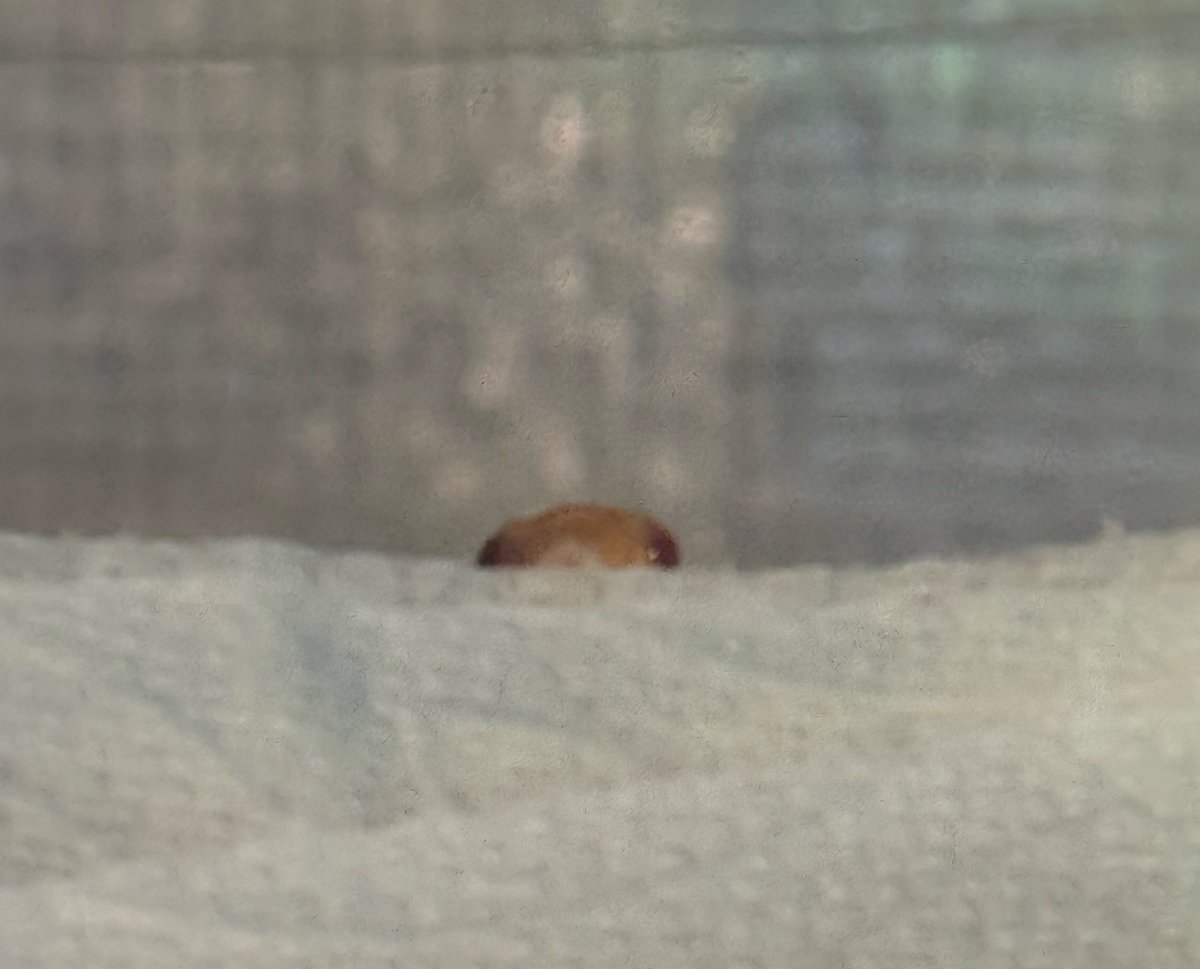 メンテ監視班👀