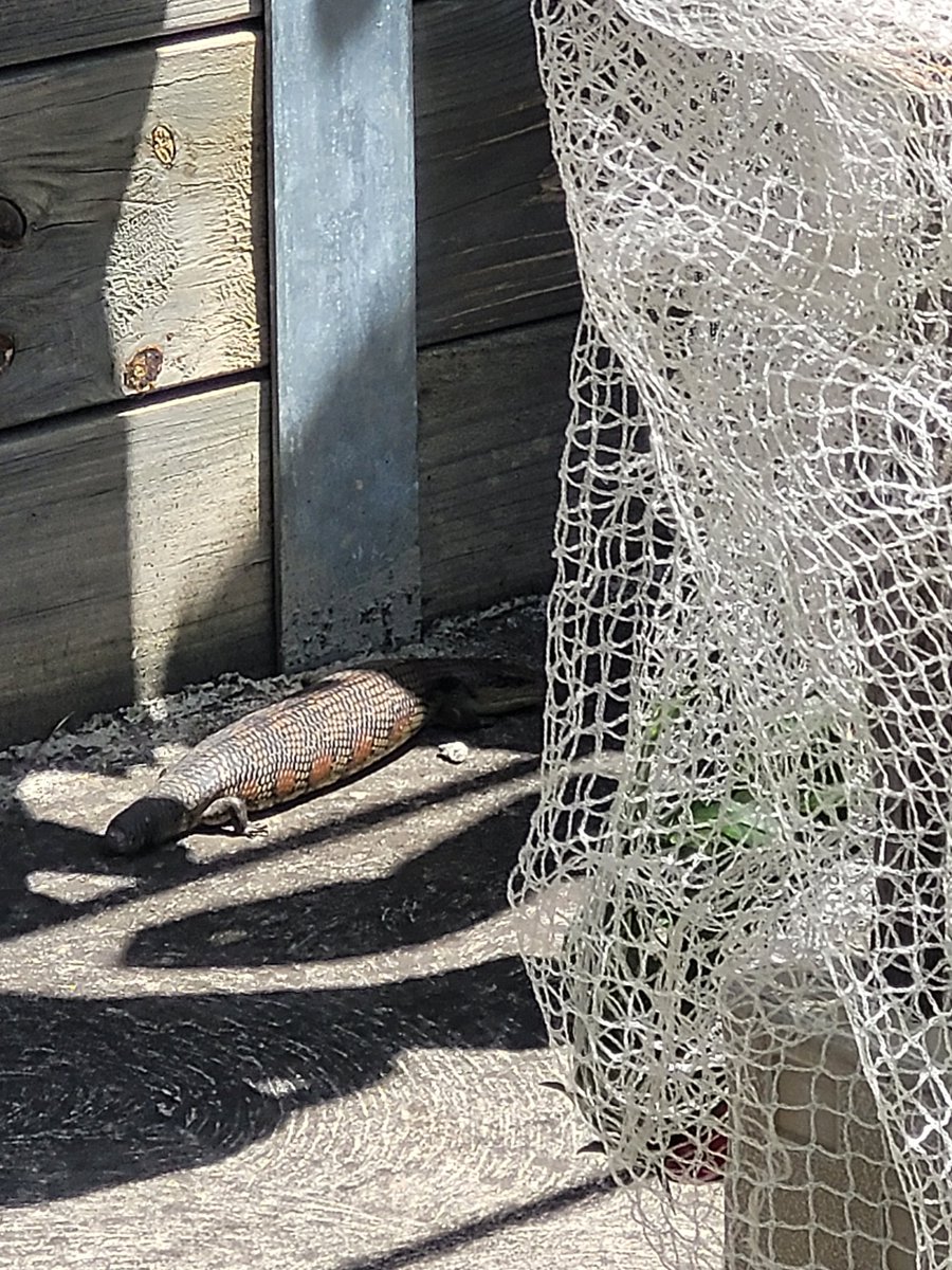 Mate just enjoying the sun 🌞