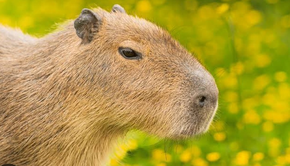 MariaGu97792069's tweet photo. @catrina_nortena @AlessandraRdlv @MVSNoticias @MLopezSanMartin Llora y sigue llorando el capibara salio por sus malas prácticas. https://t.co/nF79c1Nk9I