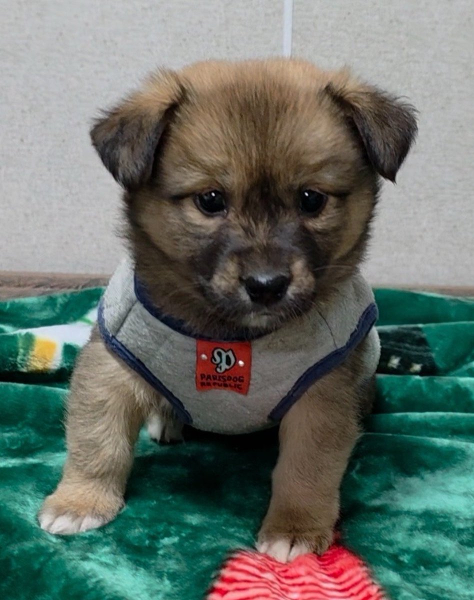 avoahth's tweet image. 지금 심장이 두근거리지 않았다면 
그건 고장난 심장이다 
라라 가족찾는다 
타래로 사진 더 준다