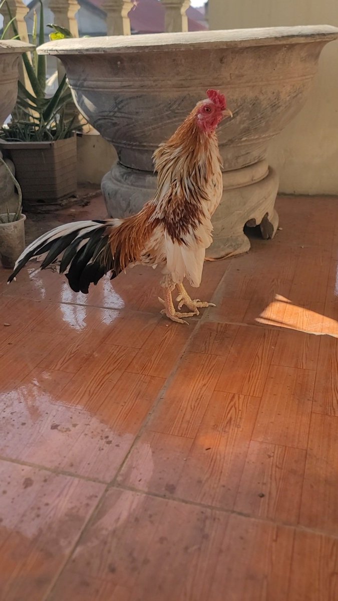 Có ae nào đam mê Gà Tre ko nhỉ