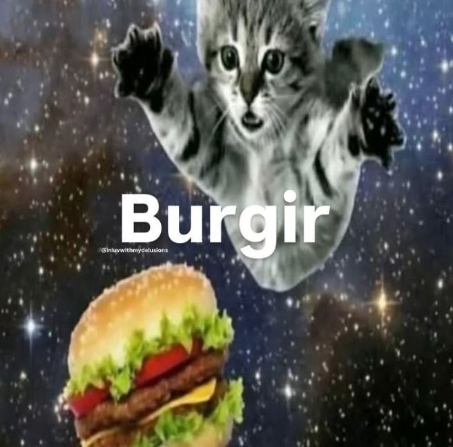 TweetsOfCats's tweet image. 