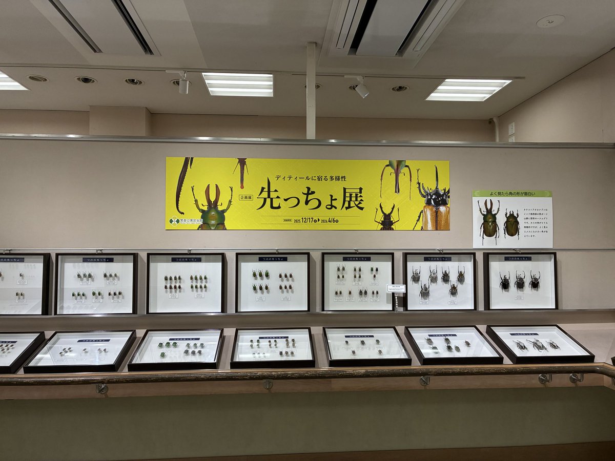 5364mst's tweet photo. 箕面公園昆虫館の企画展
「先っちょ展」、角や大顎の先端、尾端や頭部の先端部が特徴的な種類を取りあげて、標本や拡大画像で展示、なかなか面白い企画ですね、昆虫研究に不可欠なピンセットの先端も特に大事ですよ笑 https://t.co/RxtuEKwBxC