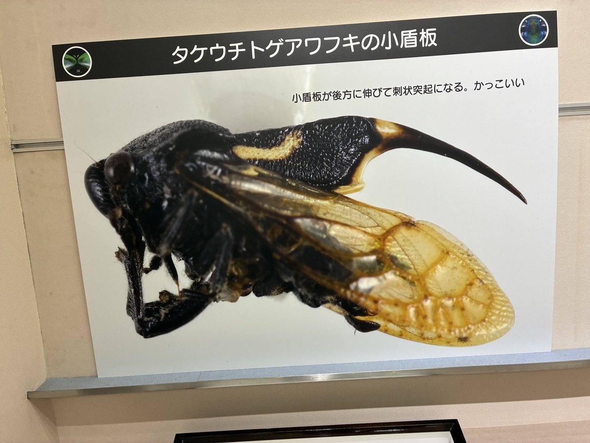 5364mst's tweet photo. 箕面公園昆虫館の企画展
「先っちょ展」、角や大顎の先端、尾端や頭部の先端部が特徴的な種類を取りあげて、標本や拡大画像で展示、なかなか面白い企画ですね、昆虫研究に不可欠なピンセットの先端も特に大事ですよ笑 https://t.co/RxtuEKwBxC