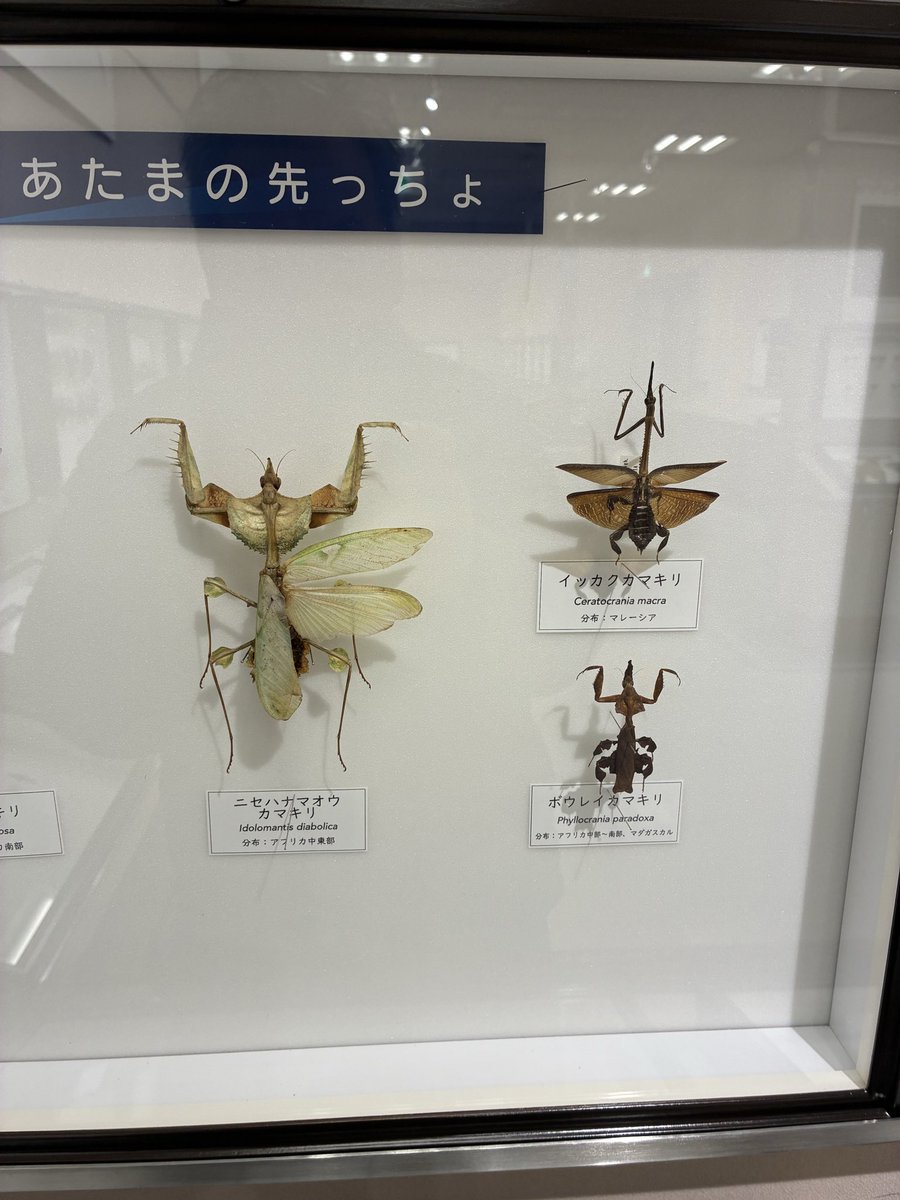 5364mst's tweet photo. 箕面公園昆虫館の企画展
「先っちょ展」、角や大顎の先端、尾端や頭部の先端部が特徴的な種類を取りあげて、標本や拡大画像で展示、なかなか面白い企画ですね、昆虫研究に不可欠なピンセットの先端も特に大事ですよ笑 https://t.co/RxtuEKwBxC
