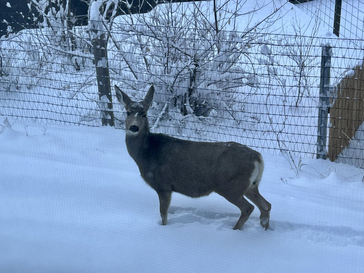 867-5309 (let the reader understand) tweet media