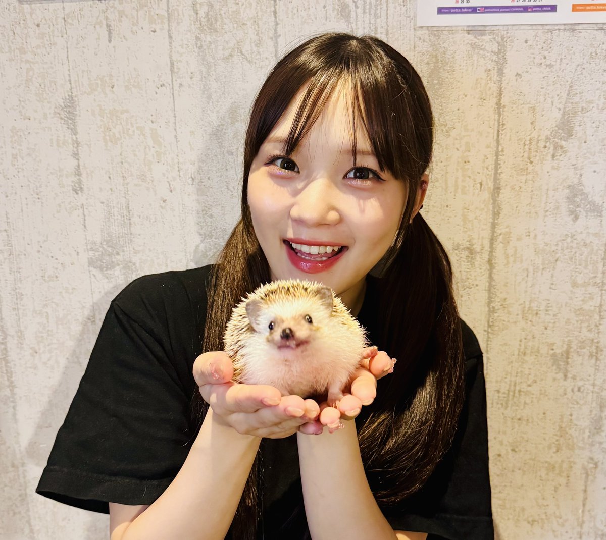 taniym's tweet photo. 『 #はりねずみ屋ぽった』
 #幸運 を運んで来る🦔幸運のシンボル
#ハリネズミ #ショウガラゴ と素手での #ふれあい体験 &amp;推しの写真やロゴマークを生ビール🍺の泡に描く #推し活 #生ビール が飲めるお店🩷
#東京大神宮 #東京ドーム #日本武道館 #靖国神社 から徒歩圏内🐾 

#飯田橋 #九段下 #カフェ https://t.co/TBU5dcjO8q