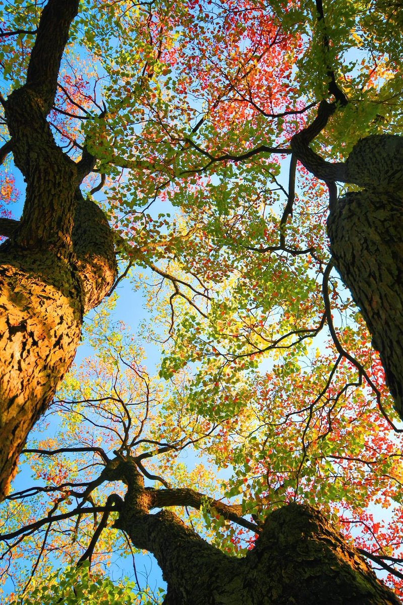 seraphicxc's tweet image. 