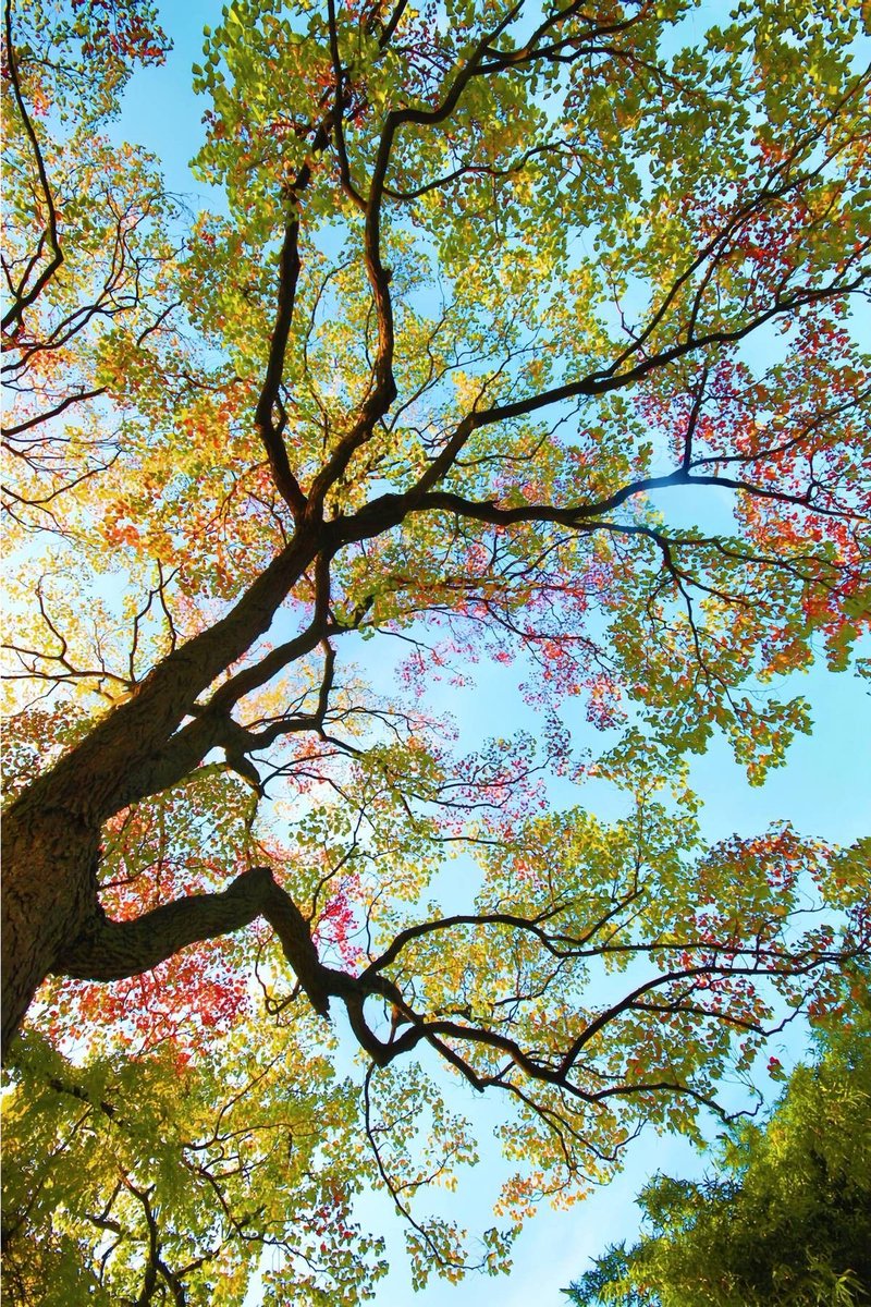 seraphicxc's tweet image. 