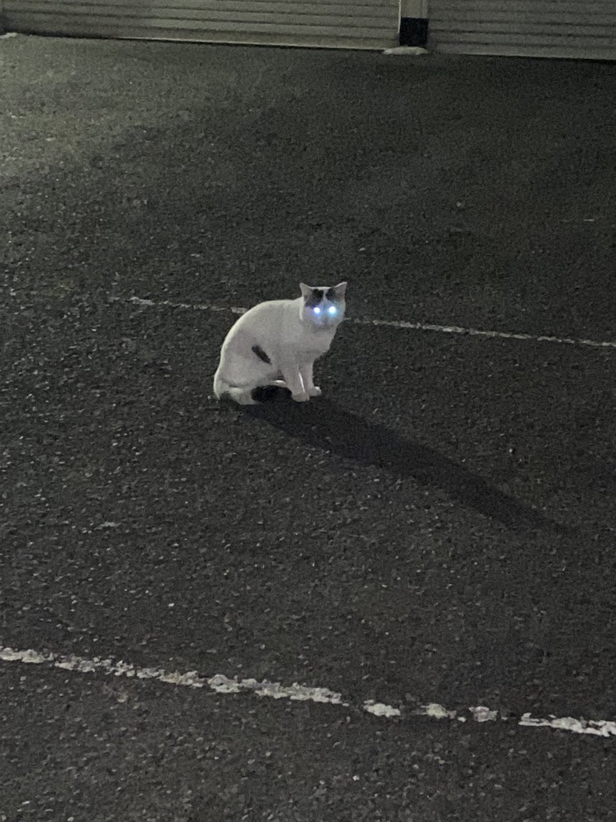 さきを tweet media