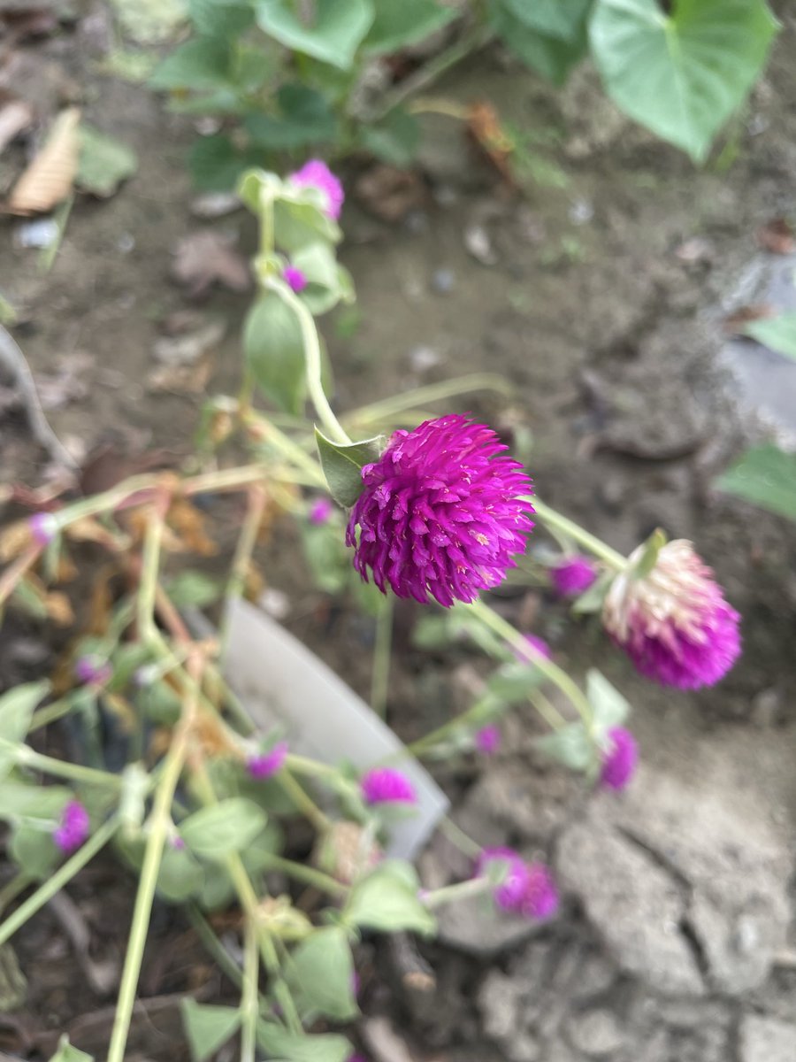 pha203's tweet image. 紫色千日紅，種一次試試。
期待開花

#人生無聊系列 #新手上路