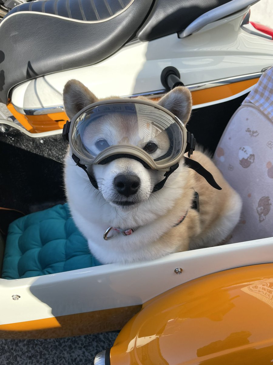 くまごろ (@kumagoro_J) / Posts / X