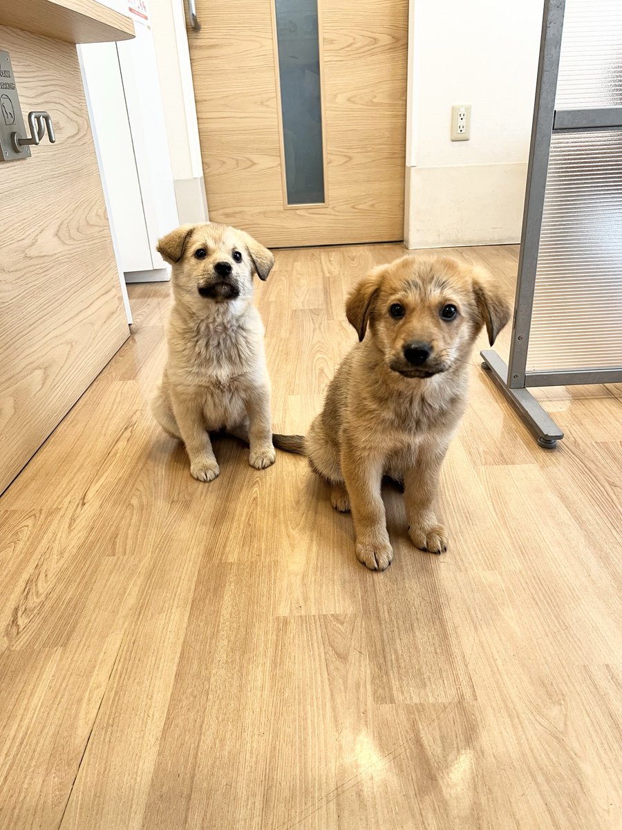 年末にご縁があり野犬の子犬を2匹保護しました。

保護に携わってくださった
umbrellaさんは数多くの野犬達を救っています。

まだ数多くの野良さんがいる地域があるため、病院も微力ながらご縁を探したいと思います。