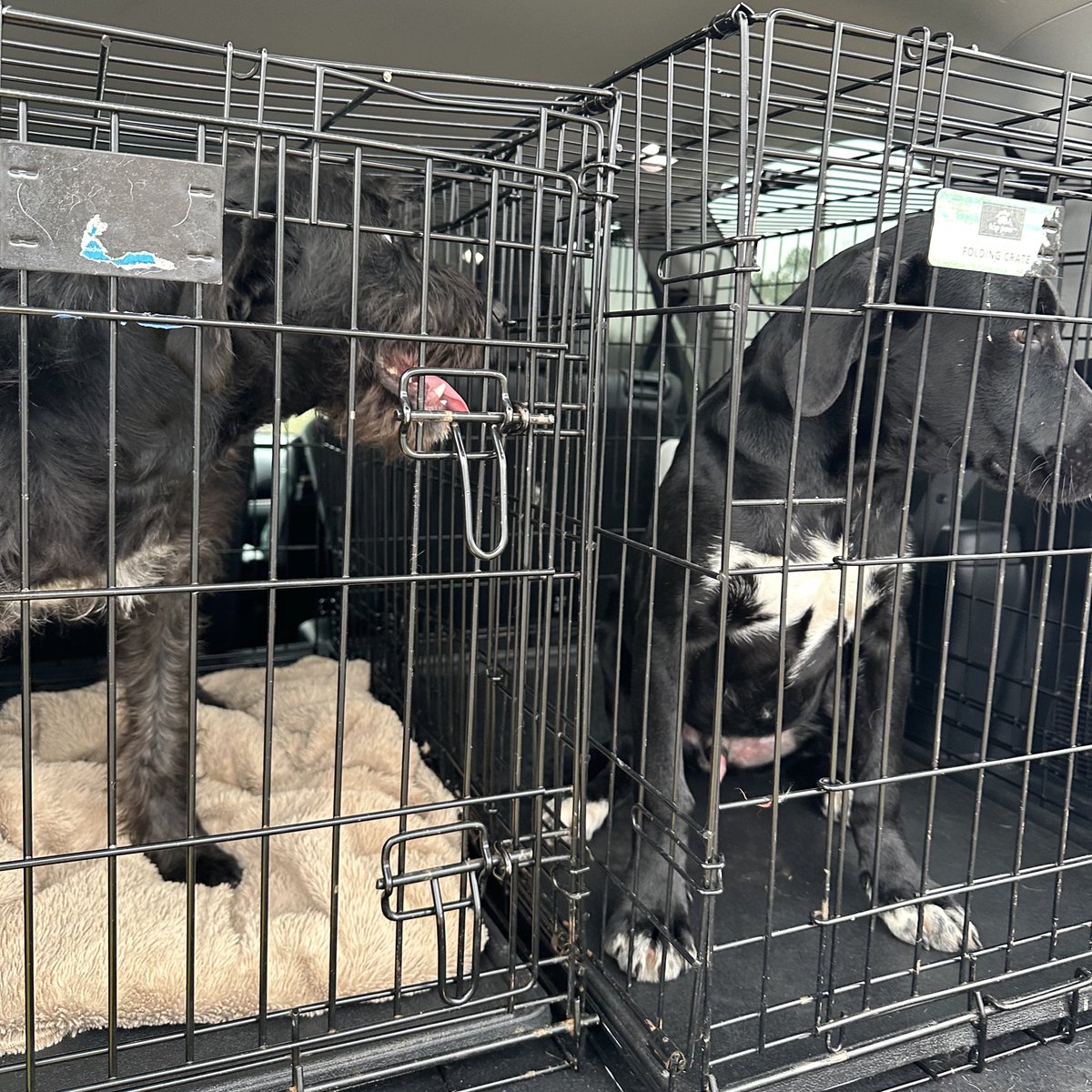 𝗣𝗲𝗻𝗻𝘆 𝗟𝗮𝗻𝗲- Lawn Potato TM tweet media