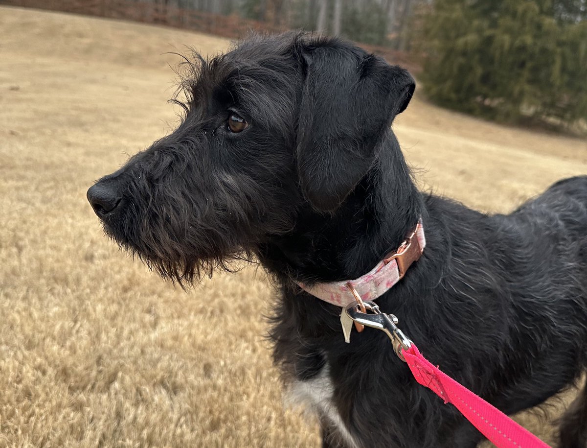 𝗣𝗲𝗻𝗻𝘆 𝗟𝗮𝗻𝗲- Lawn Potato TM tweet media