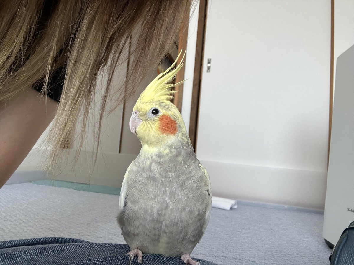 TSUBASA6077's tweet photo. 【拡散希望】
オカメインコの迷子情報です

場所：愛知県知立市弘法町
日時：26/1/7
名前：ジジ
特徴：黄色のオカメです、生まれつき両足の爪が１個づつありません。

情報お持ちの方、下記までご連絡を
npotsubasa@tsubasa0615.org
情報拡散のご協力お願いします https://t.co/uwg8t1mFJs