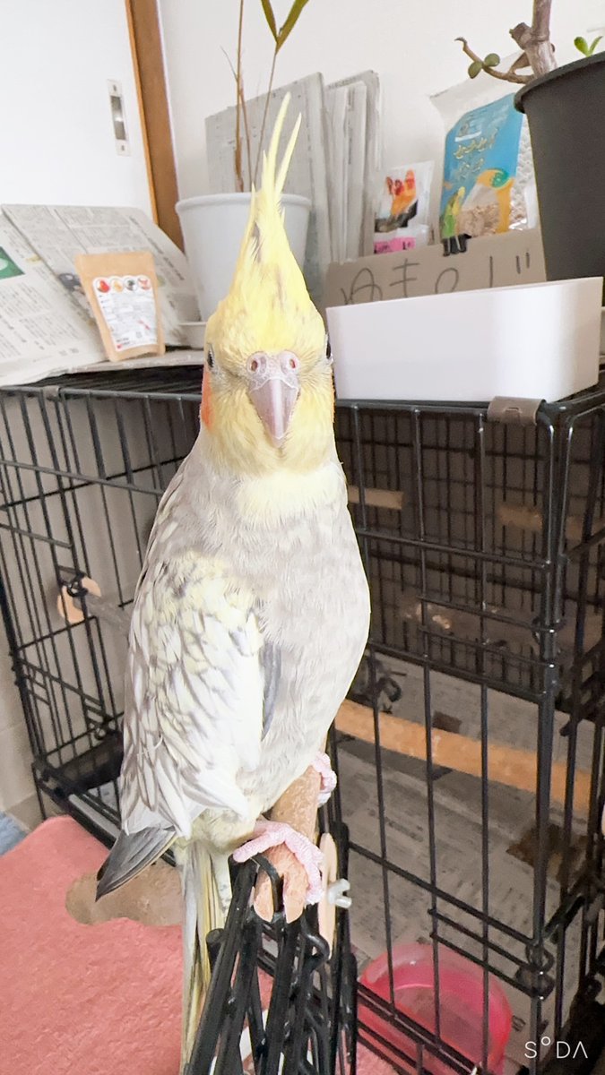 TSUBASA6077's tweet photo. 【拡散希望】
オカメインコの迷子情報です

場所：愛知県知立市弘法町
日時：26/1/7
名前：ジジ
特徴：黄色のオカメです、生まれつき両足の爪が１個づつありません。

情報お持ちの方、下記までご連絡を
npotsubasa@tsubasa0615.org
情報拡散のご協力お願いします https://t.co/uwg8t1mFJs