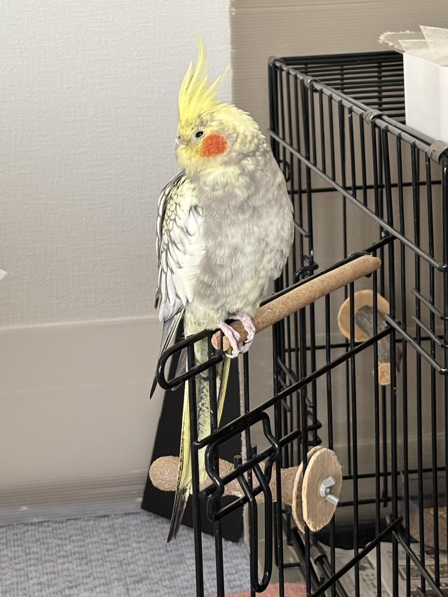 TSUBASA6077's tweet photo. 【拡散希望】
オカメインコの迷子情報です

場所：愛知県知立市弘法町
日時：26/1/7
名前：ジジ
特徴：黄色のオカメです、生まれつき両足の爪が１個づつありません。

情報お持ちの方、下記までご連絡を
npotsubasa@tsubasa0615.org
情報拡散のご協力お願いします https://t.co/uwg8t1mFJs