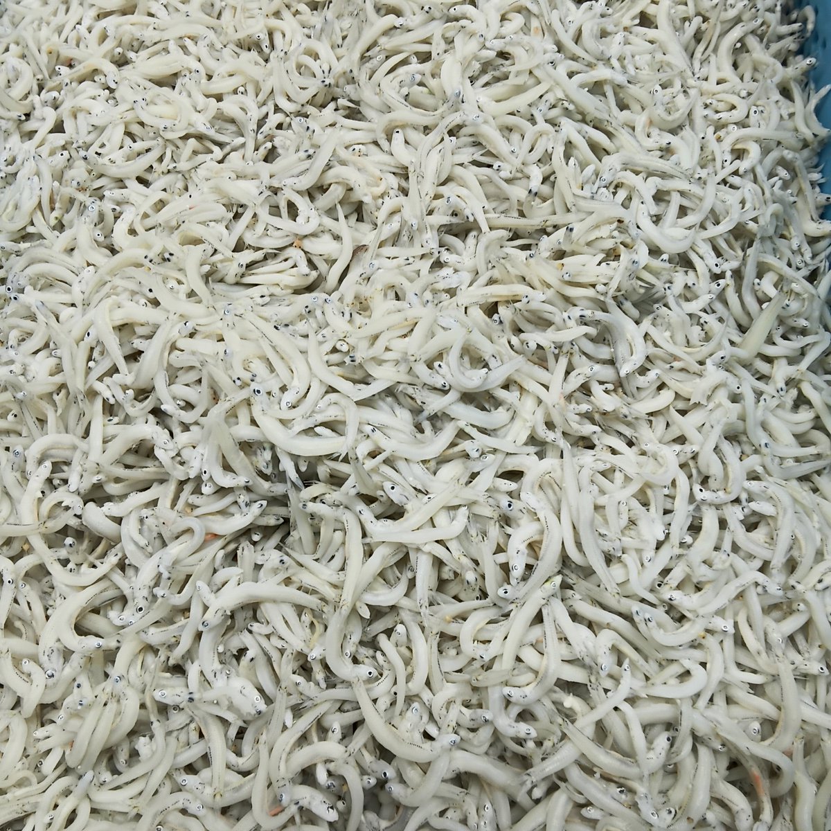 令和8年1月10日(土)☀ とれたて釡あげしらす入荷しました このあと14時30分頃より店頭販売開始予定です 生しらすは本日入荷ありませんでし ...