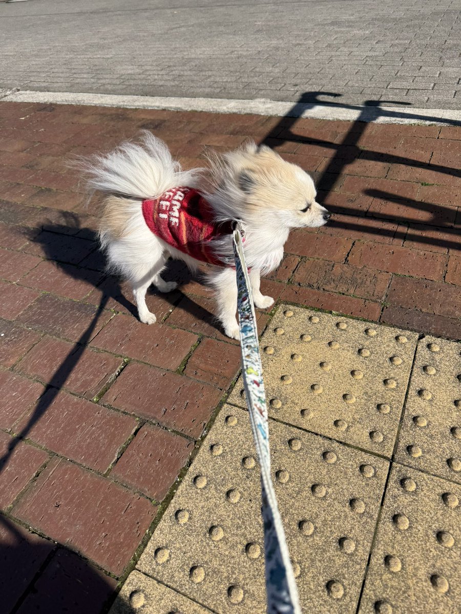 miki_jas's tweet photo. 立ち止まって動かない🤣
2.7キロ飛んでいっちゃうほどの🌪️

#ポメラニアン https://t.co/mYUhQSkcmj