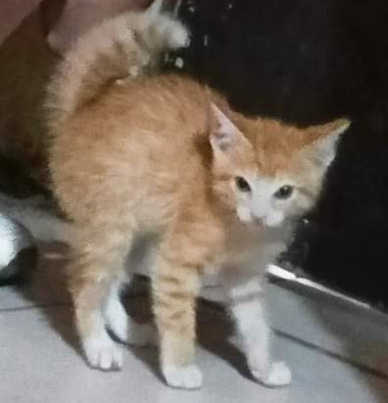 vedrik69 tweet media