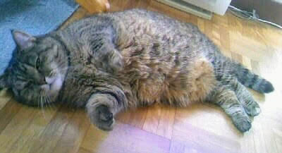 「まだ5歳なのに、いつか来る別れを考えると、胸が苦しくて涙が出るんです」
　
ワクチン接種など、まだ健康な時期に、診察室で、こう打ち明けられることがあります。

その気持ち、痛いほど分かります。
私自身も、同じことを何度も考えました。
　
でも、ふと立ち止まって思うのです。