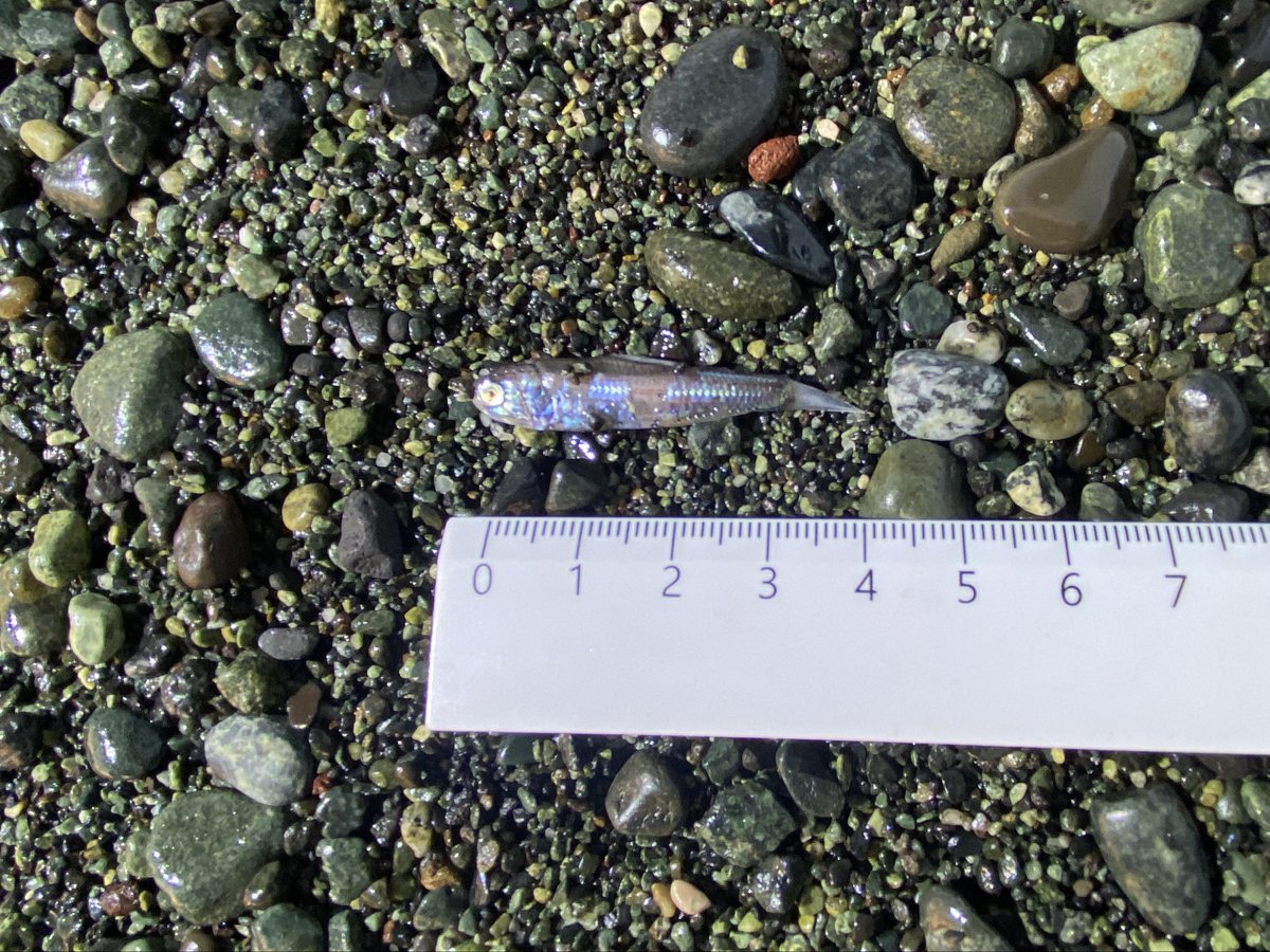 mooooo⭐︎ページ みゅう (@myuuu1350) / Posts / X