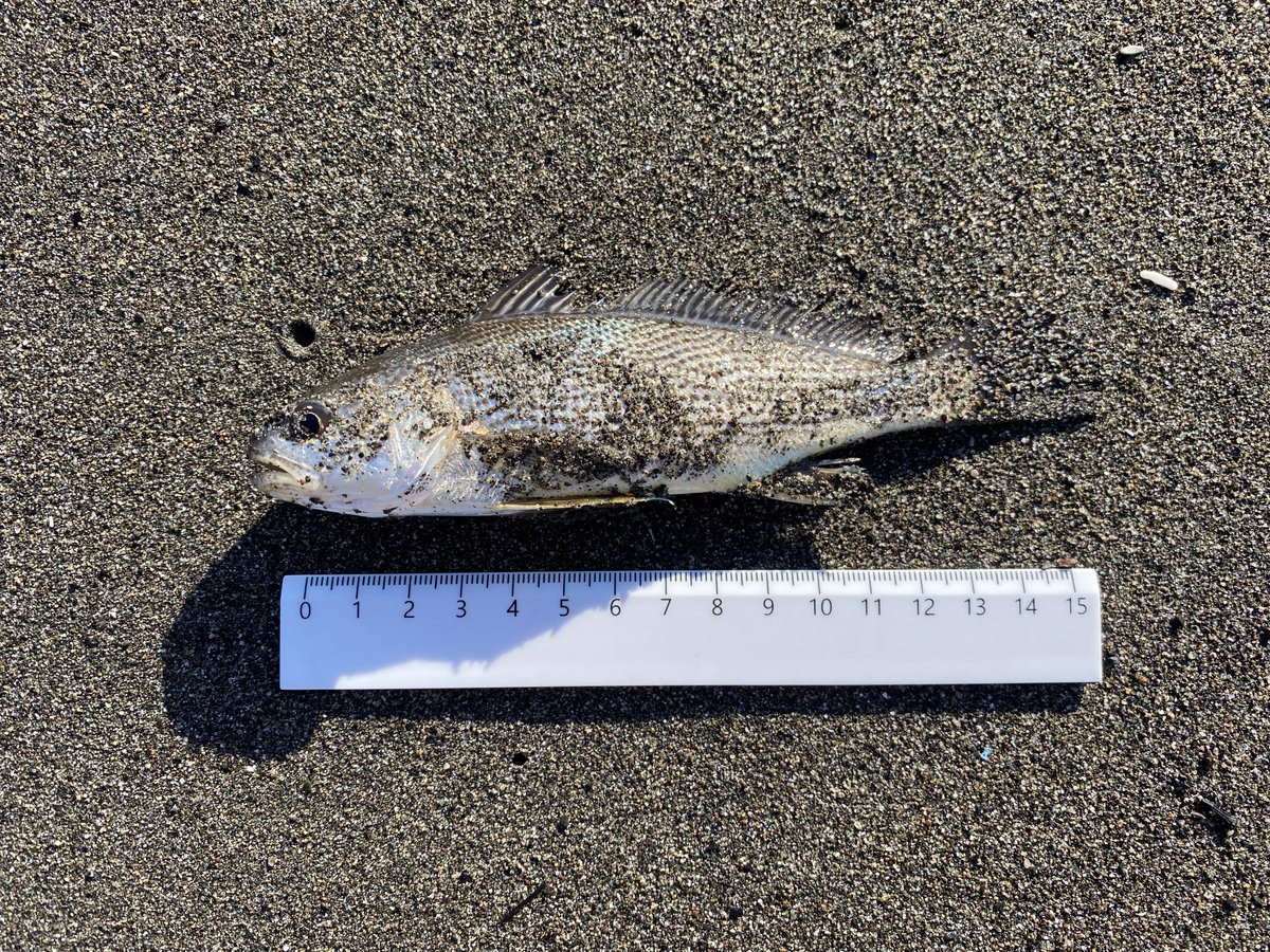 mooooo⭐︎ページ Lofi-Gaming Museum | Games: Mazogs (ZX81)