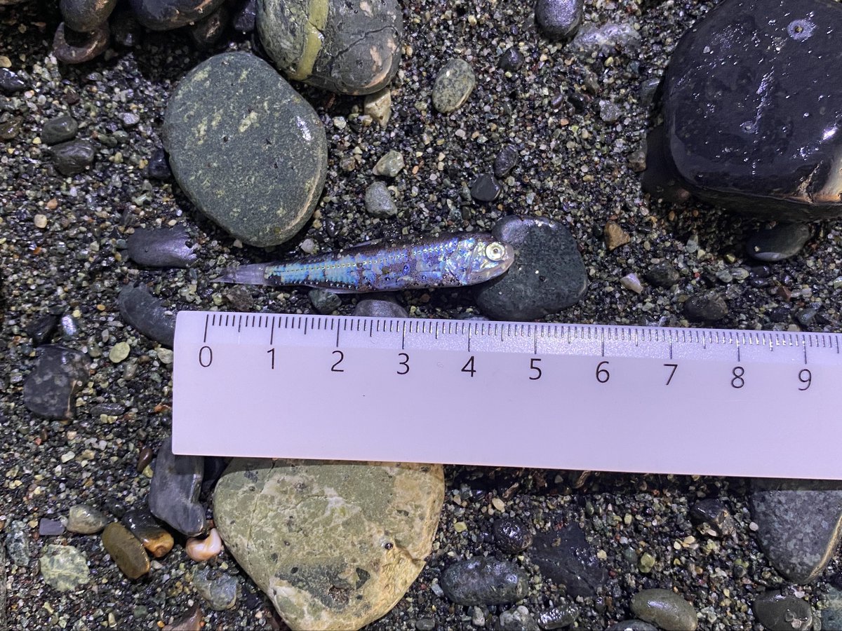 mooooo⭐︎ページ みゅう (@myuuu1350) / Posts / X