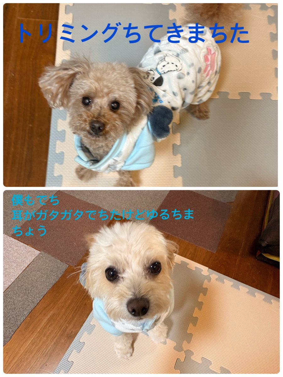 Chii1027Mms's tweet photo. トリミングちてきまちたょ https://t.co/NelTYU4RSq