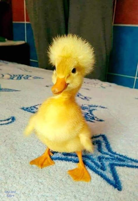 rodrigomcrypto's tweet photo. Back with my @wallchain rankings update :]

→ Elsa: Top #22
→ idOS: Top #100
→ Klout: Top #37
→ Wallchain: Top #176
→ AlignerZ: Top #198 (snapshot taken)

Consistent quacking pays off.

Have a great night everyone, see you tomorrow! https://t.co/8dWem67Sdp