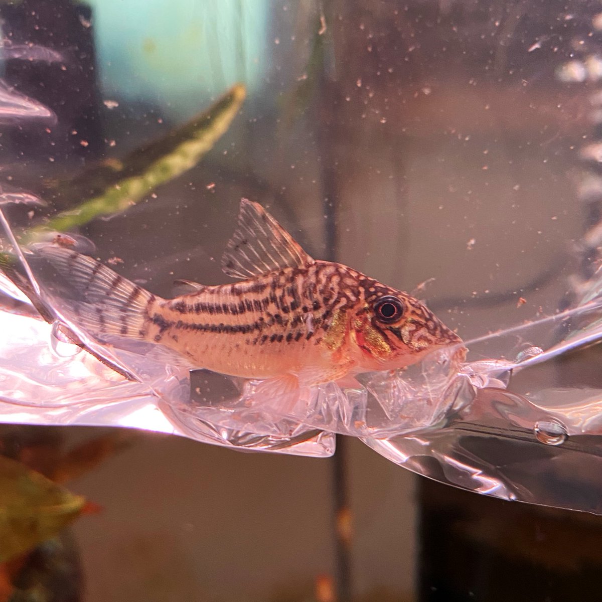 スピッツ tweet media