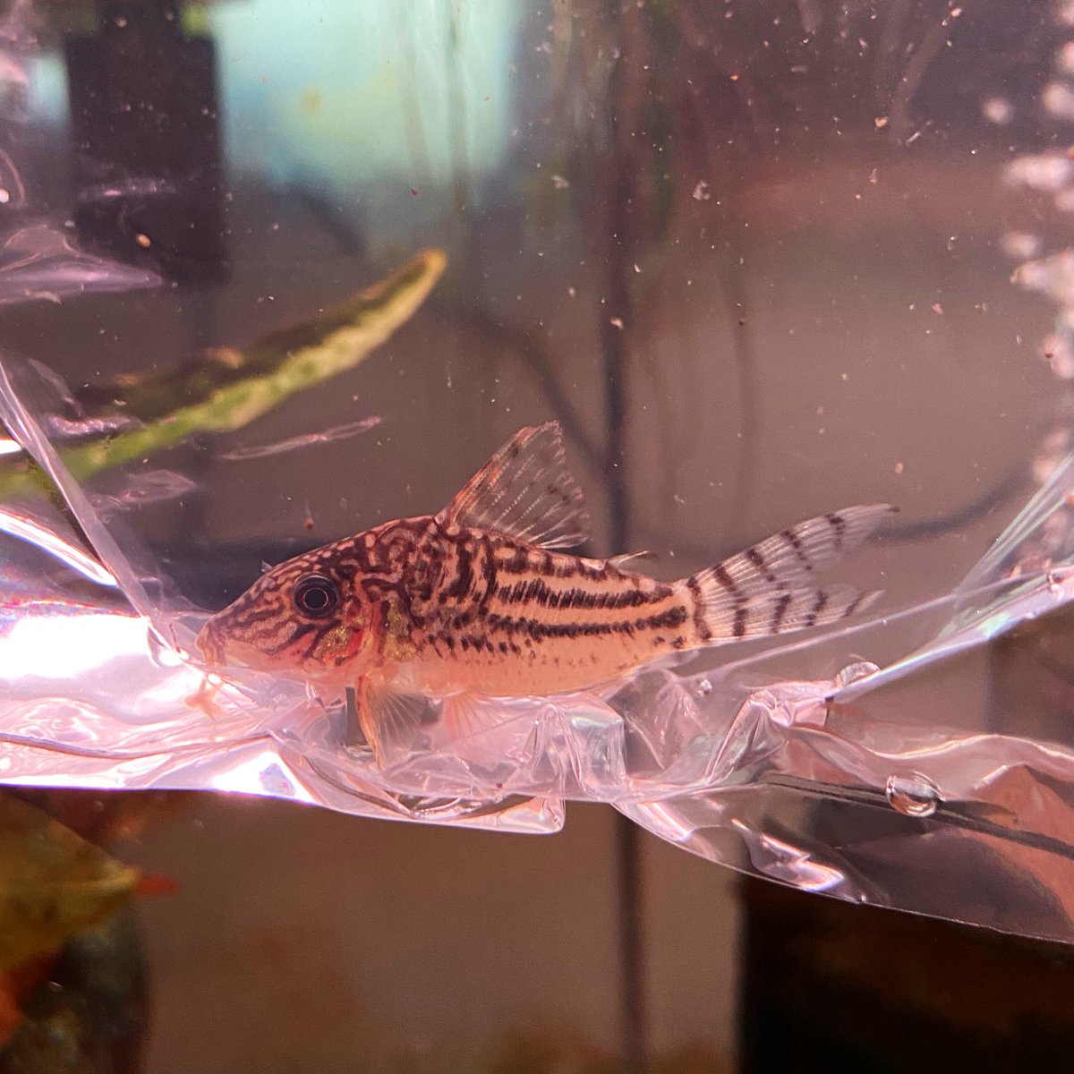 スピッツ tweet media