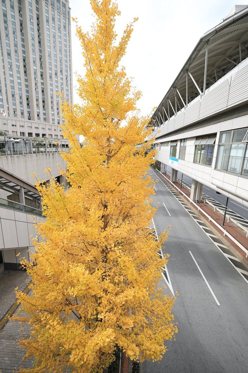 ゆりかもめ　台場駅にて
2025年11月18日(火)　10時20分頃
#ゆりかもめ
#台場駅