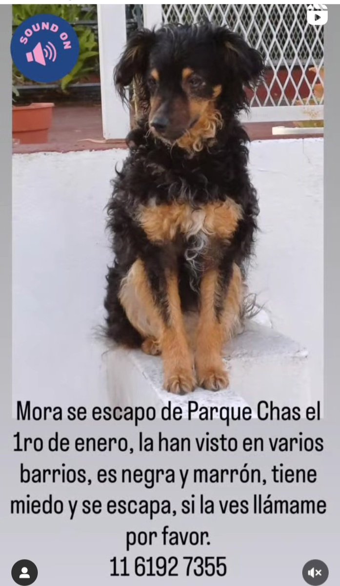 MORA ESTÁ PERDIDA POR LA PIROTECNIA💔💔💔🥺🙏👇👇👇
#paquechas #Villaurquiza #villapueyrredon #caba 
Si la ves RETENER Y LLAMAR AL
📱1161927355
instagram.com/reel/DTNU7KoDn…