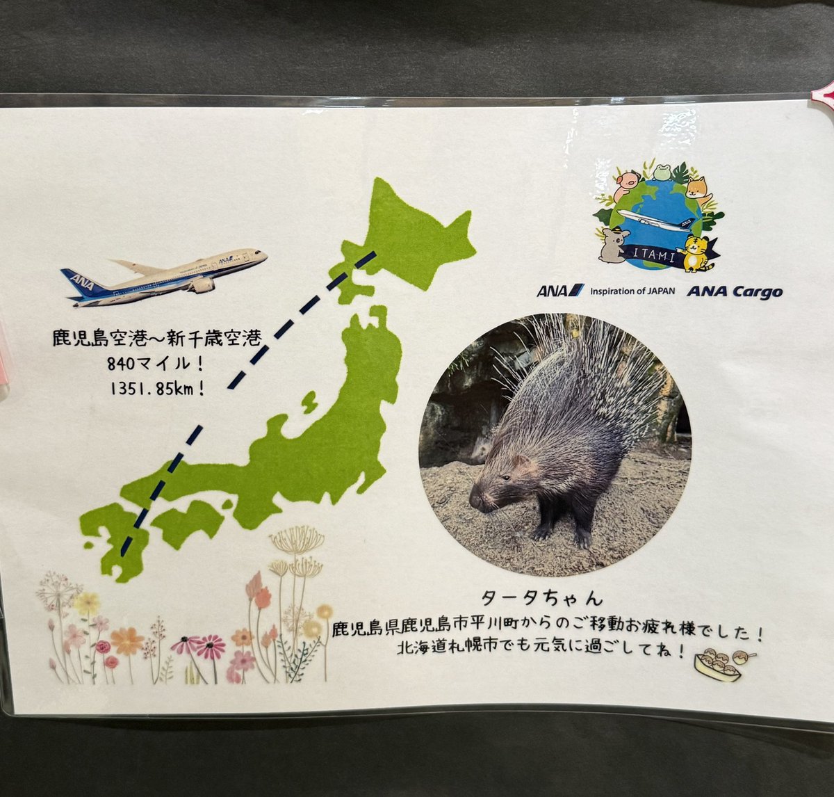 kanmidokoro1997's tweet photo. 鹿児島からようこそ！
タータちゃん可愛い〜💗✨
搭乗券✈ https://t.co/GkpMqKPQUv
