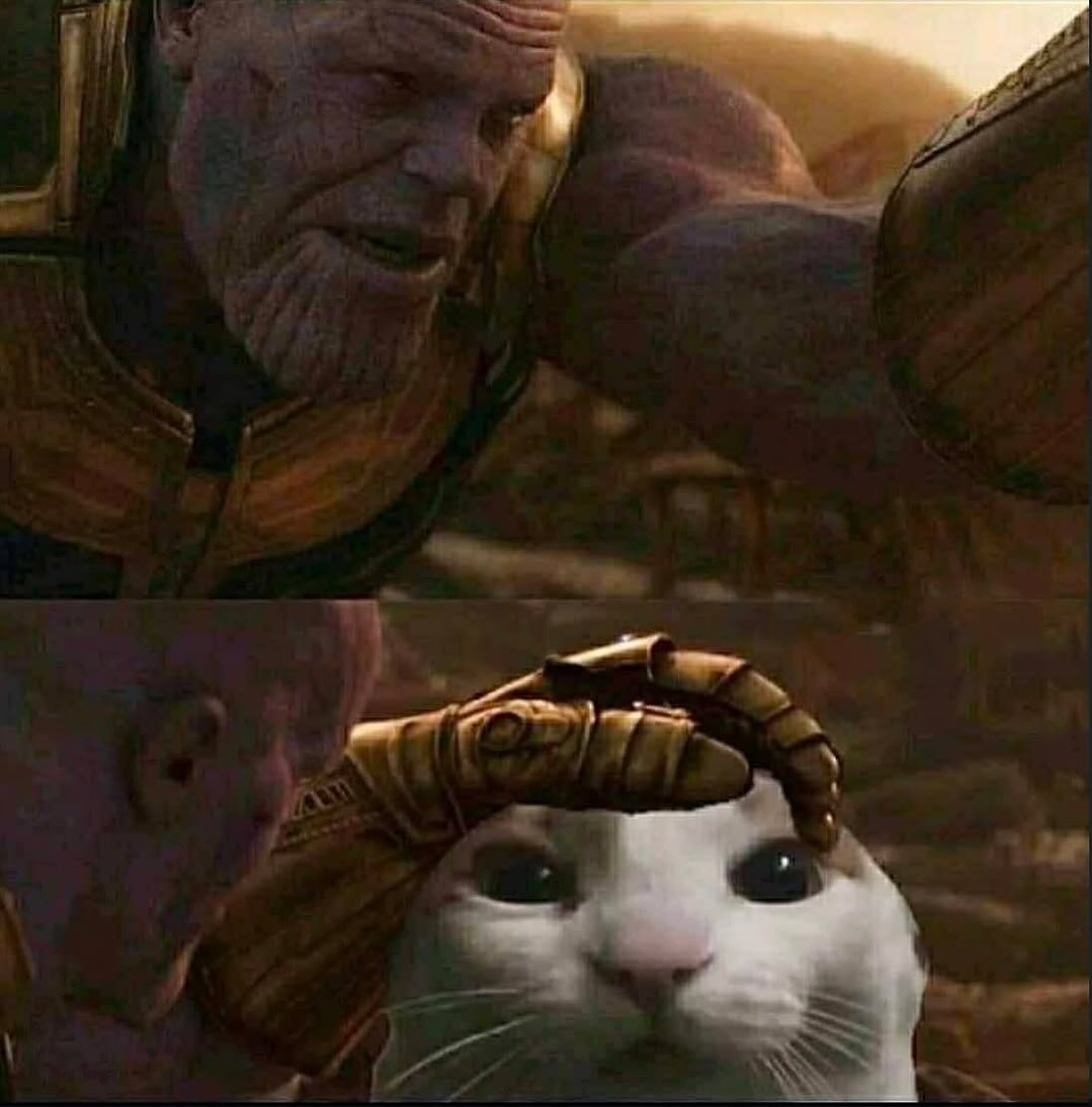 PunchingCat's tweet image. 