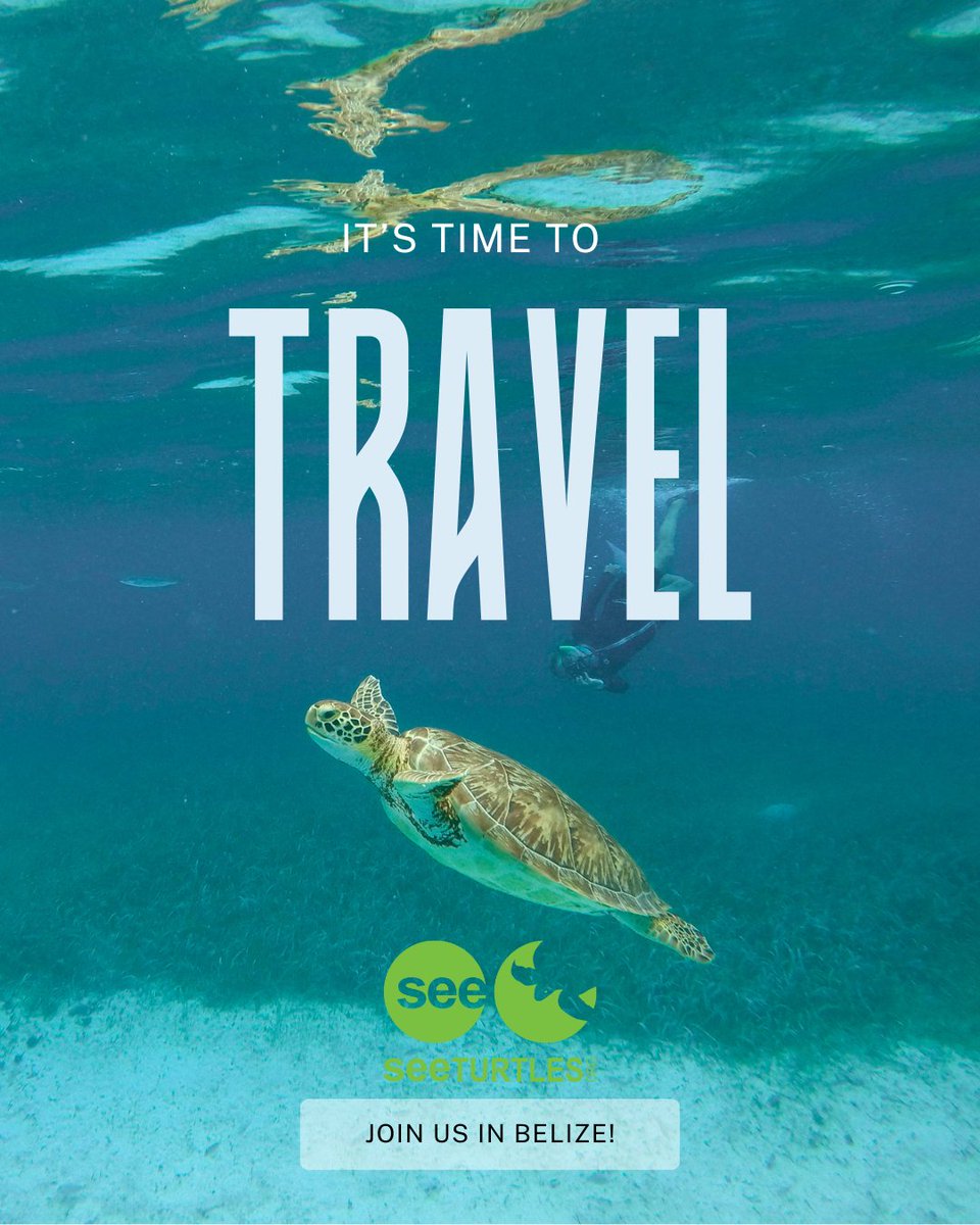 SEE Turtles tweet media