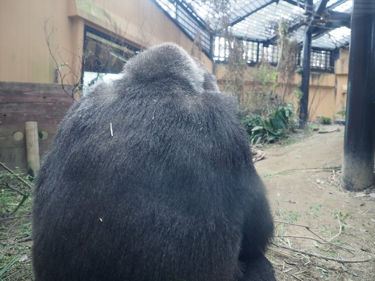 kyotoshidoubut1's tweet photo. 休園日のゴリラ家族の一コマ。ゲンキ、キンタロウ、モモタロウとも思い思いに過ごしています。赤ちゃんも順調に成長しています。
※本日は休園日です。
#京都市動物園 #kyotocityzoo #ゴリラ #ゲンキ #キンタロウ #モモタロウ #休園日の一コマ #gorilla #genki #kintaro #momotaro #closeddays https://t.co/3jNMAllxWY